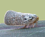 metcalfapruinosa.jpg
