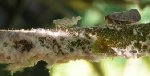 Metcalfa-pruinosa-4.jpg