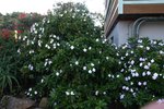 SFBG10627.JPG