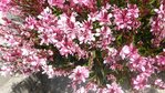 fleurs à coté de la buse du vallon (1) - Copie.JPG