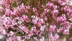 fleurs à coté de la buse du vallon (2) - Copie.JPG