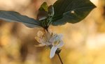 Lonicera fragrantissima. 0212.JPG