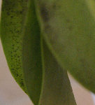 schefflera.jpg