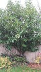 ARBRE.jpg
