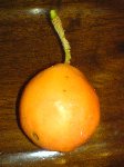 fruits