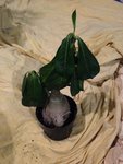 IMG_0957 (9).jpg