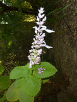 photosalvia.jpg