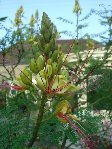 caesalpinia.1.jpg