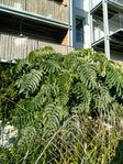 IMG_20171206_144350-2340x3120-1755x2340-1316x1755.jpg