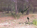 Lion-!-w.jpg