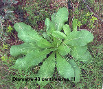 salade-web.jpg