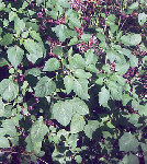 plante-invasive-w.jpg