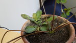 La petite nouvelle dans mon pot d'oxalis deppei