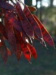 Arbre de Judée (Cercis siliquastrum).jpg