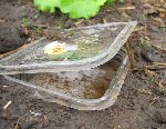 piege limaces