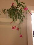 plante à identifier.jpg