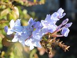 Plum_0284.JPG