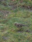 oiseau.JPG