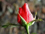 rose 3.jpg