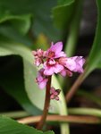 Bergenia.jpg
