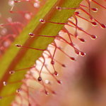 IMGP4229-001 Drosera adelae.JPG