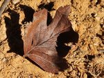 F Crataegus _0352.JPG