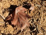feuilles_0351.JPG