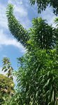 plante1.jpg