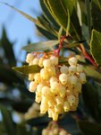 Arbutus unedo-0399p.JPG