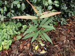 Euonymus  17521.JPG
