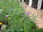 catananche 28.05.08 016.jpg