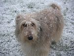 Doofy mon gros namour poilu.<br />Un croisé colley, levrier et berger des pyrénée d'après le véto.<br />Ne vous fiez pas a son gros poil (40cm) dessous c un corps de levrier taillé pour la course !!!