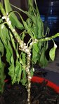 IMG-20171210-WA0005.jpg