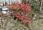Ardisia_0508.JPG