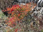 Ardisia0507.JPG