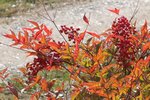 Nandina_0506.JPG