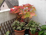 HORTENSIA ROUGE.JPG