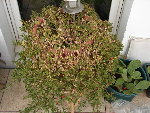 Aptenia cordifolia EN OCTOBRE.JPG
