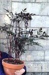 Ma plante quand je l'ai achetée