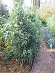 Plant tomate Eva's amish stripe.jpg