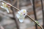 Lonicera fragrantissima