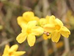 Jasminum nudiflorum