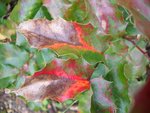 mahonia feu.JPG