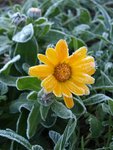 Calendula arvensis 1.jpg