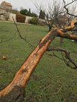 detail-arbre.JPG