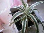 ananas.jpg