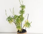 Plantes.jpg