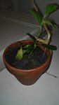 IMG_20180117_210330-1752x3120.jpg