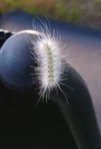 chenille poilu blanche
