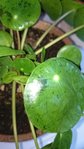 Pilea.JPG